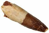 Fossil Spinosaurus Tooth - Real Dinosaur Tooth #329691-1